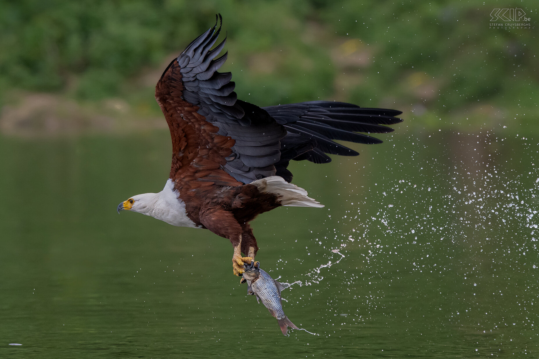 Lake Naivasha - Afrikaanse zeearend De Afrikaanse zeearend is een sterke roofvogel die leeft in paren aan de waterkant van zoetwatermeren en rivieren. De spanwijdte van z'n vleugels is ongeveer 2m. Ze pikken vooral vissen van net onder het watervlak op. Meestal zijn dit kleine vissen maar ook vissen van 4kg zijn niet veilig voor deze zeearenden. Stefan Cruysberghs